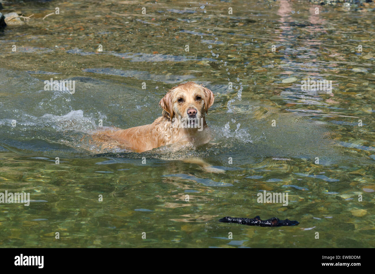 golden retriever running in the water Stock Photo - Alamy