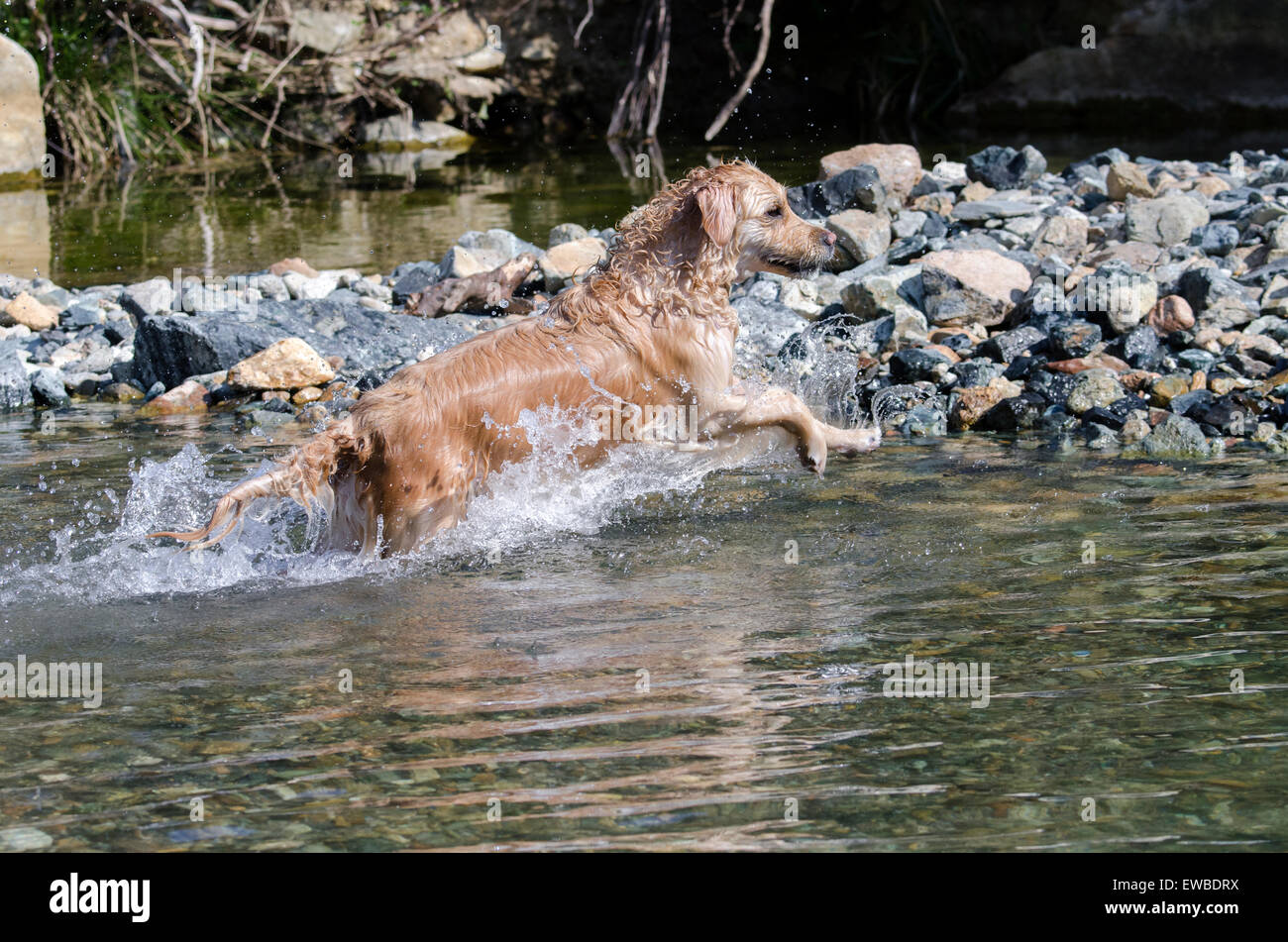 golden retriever running in the water Stock Photo - Alamy