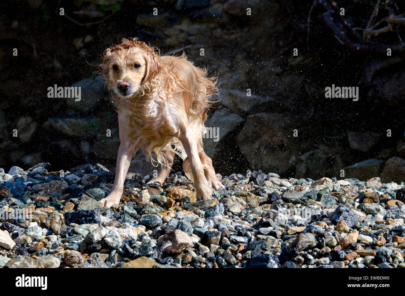 golden retriever running in the water Stock Photo - Alamy