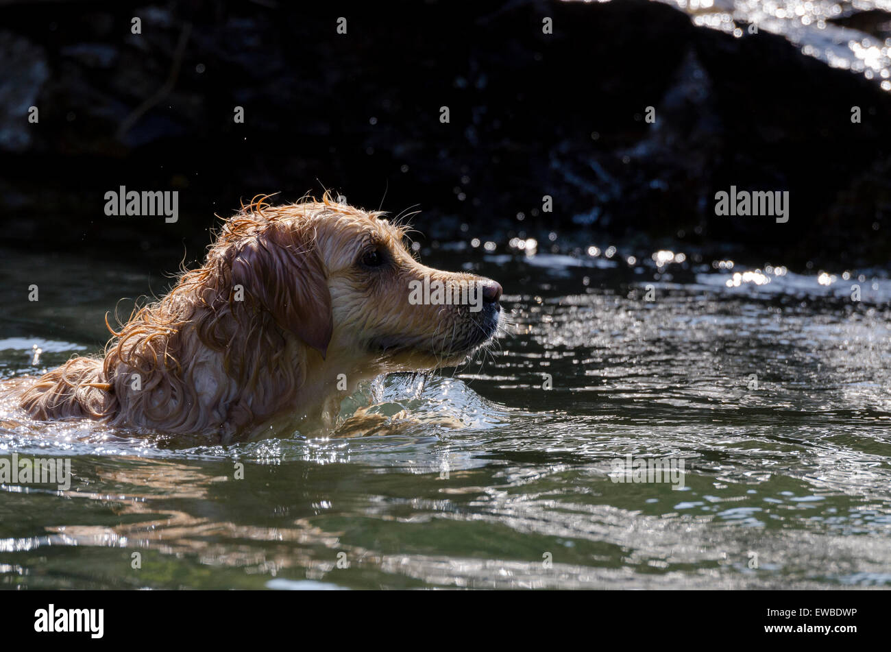 golden retriever running in the water Stock Photo - Alamy