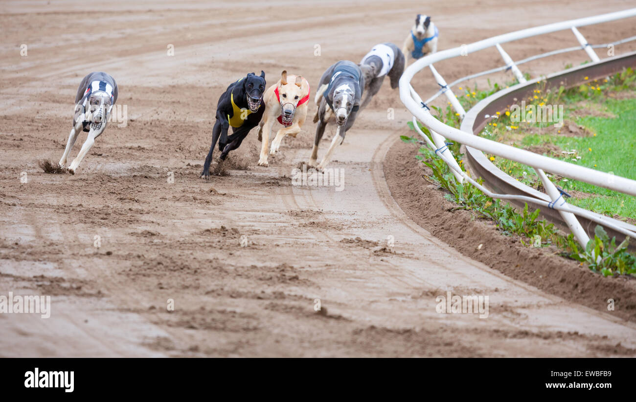 Greyhound dogs racing stock photo alamy