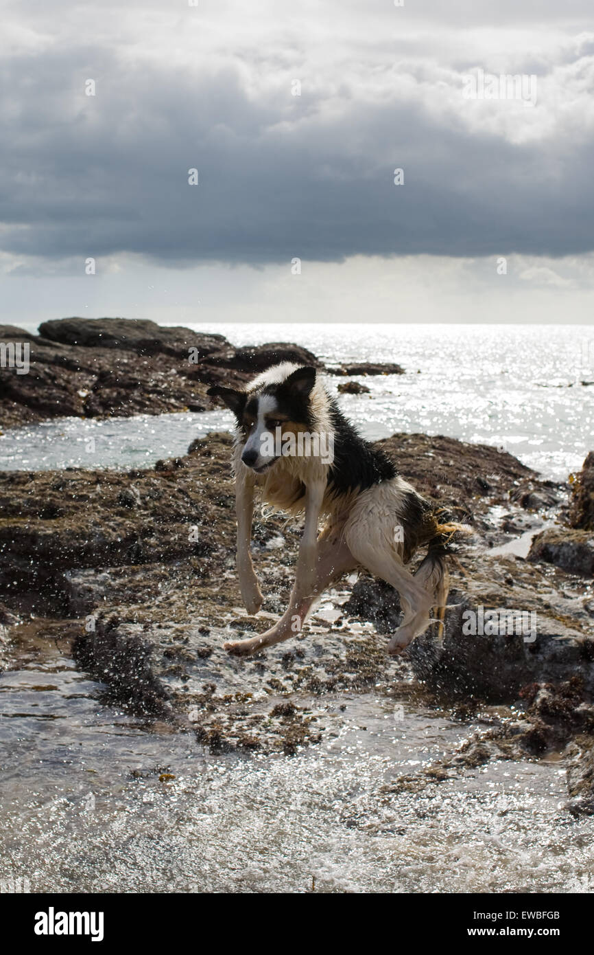 Jumping sheep hires stock photography and images Alamy