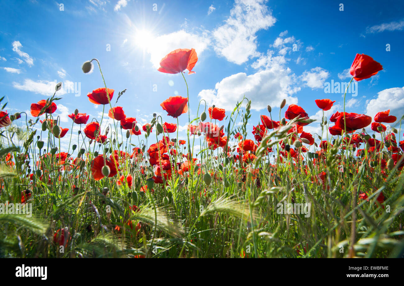 Poppy field near town hi-res stock photography and images - Alamy