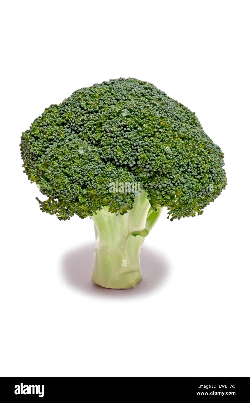 Broccoli Floret standing tall and looking healthy on white background