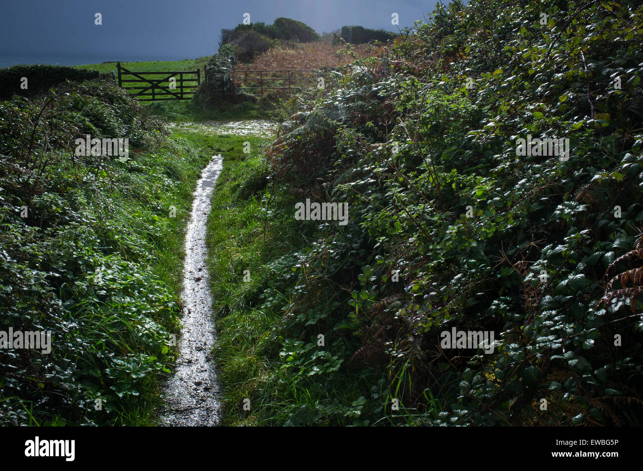 Wet path between fields at the seaside Stock Photo