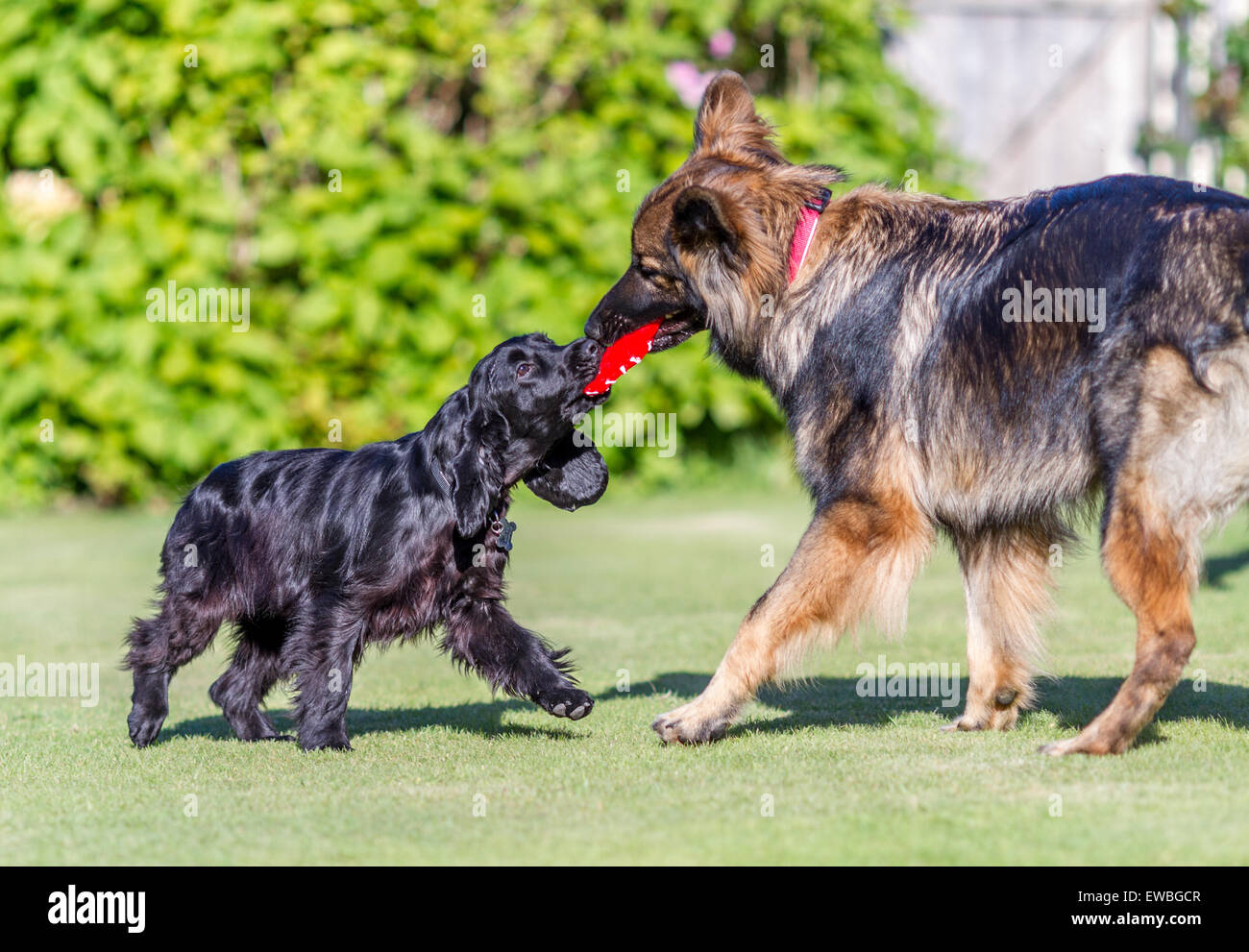 Spaniel german shepherd dog playing hi-res stock photography and images -  Alamy