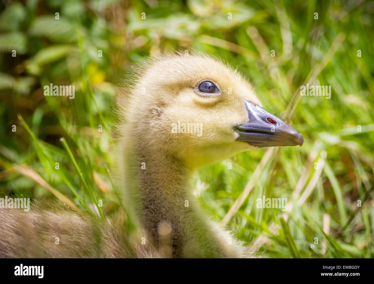 Young Canada goose Gosling with his head tilted up looking at the sky Stock Photo
