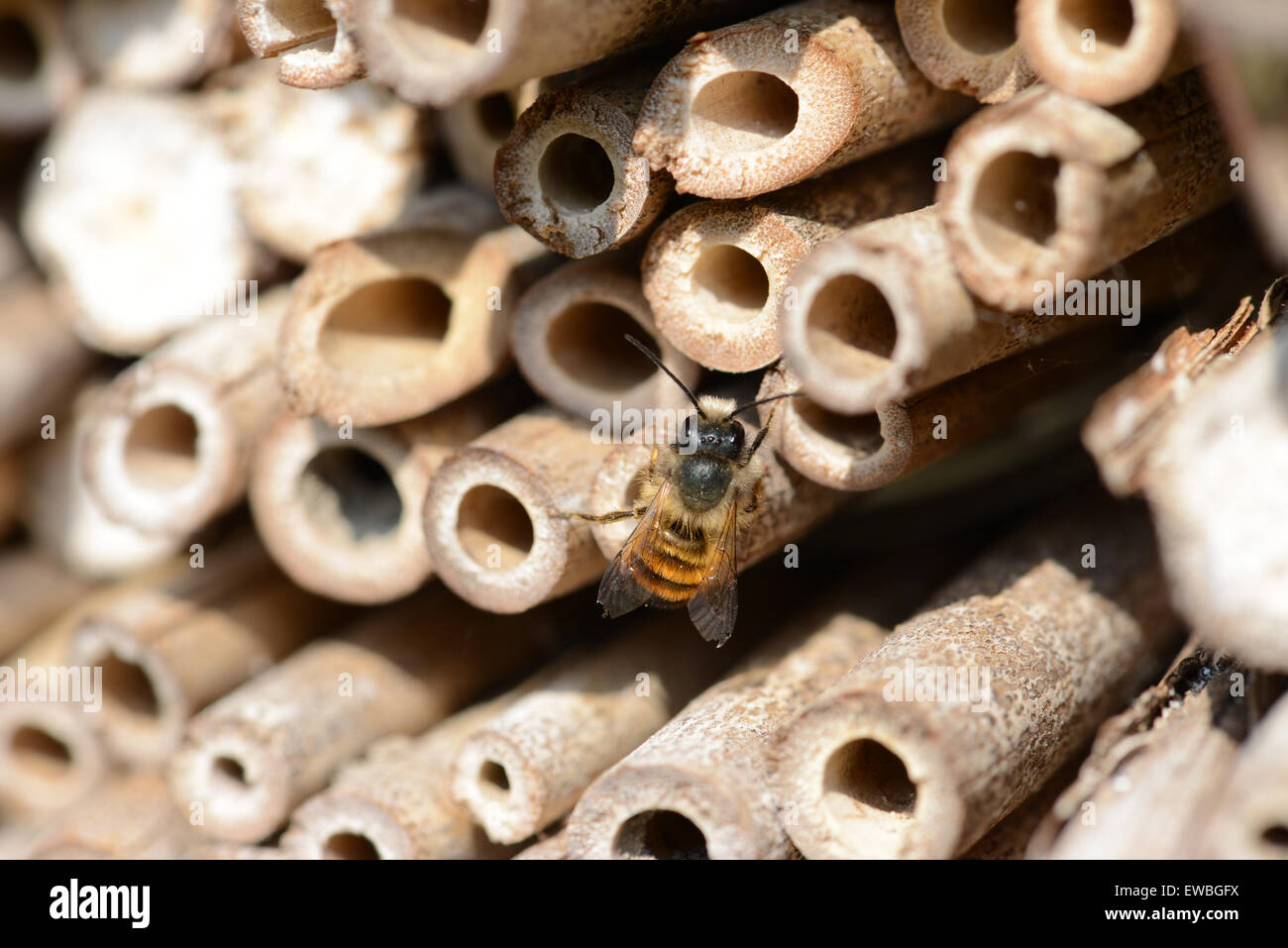male wild bees flying in front of insect shelter. Stock Photo