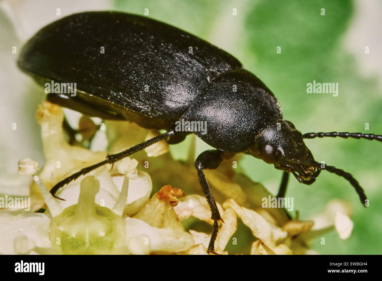 46+ Schwarze Käfer Im Garten, Sie fressen zwar blüten und blätter