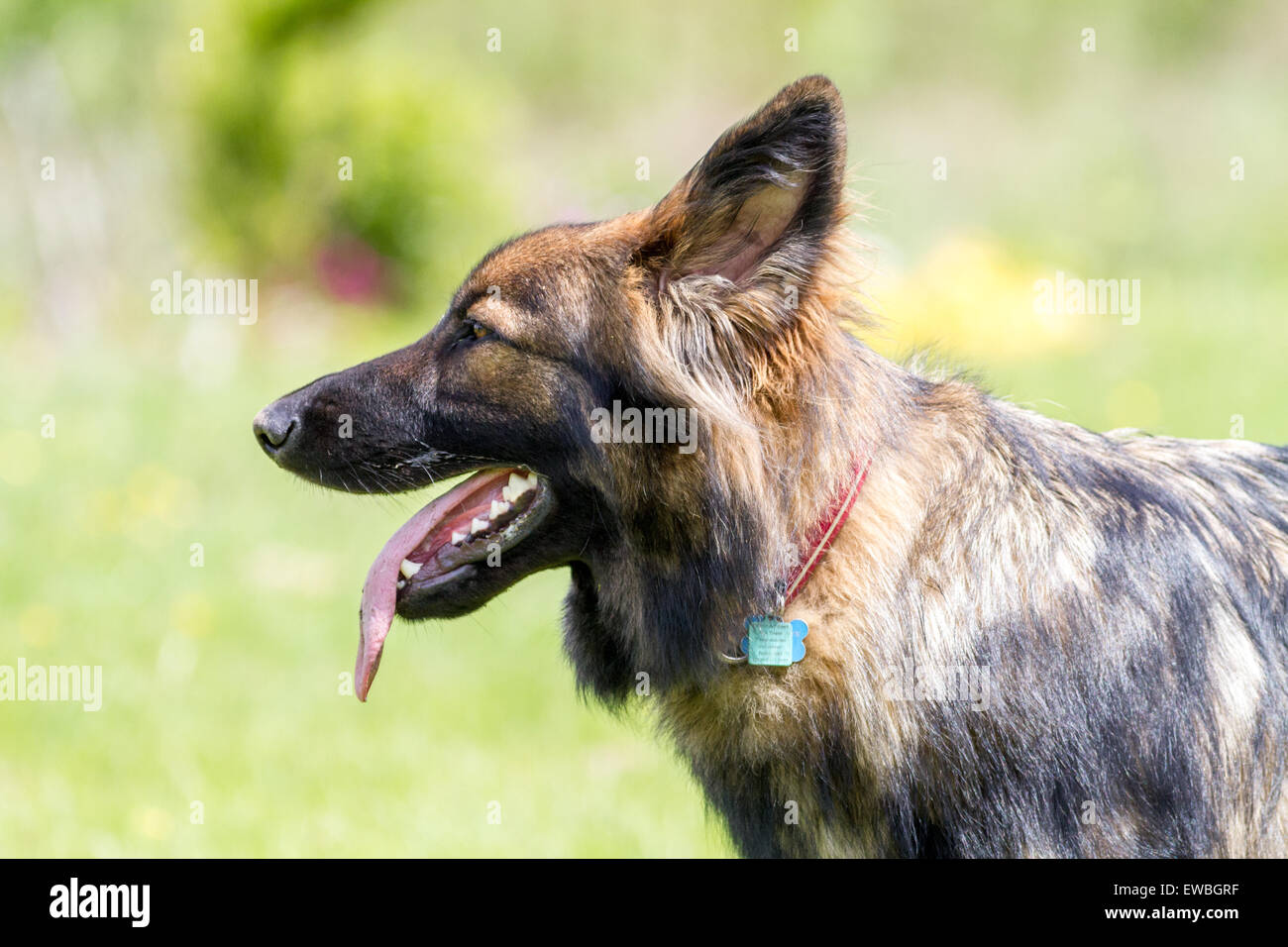 Side profile of German Shepherd Dog against green background. Stock Photo