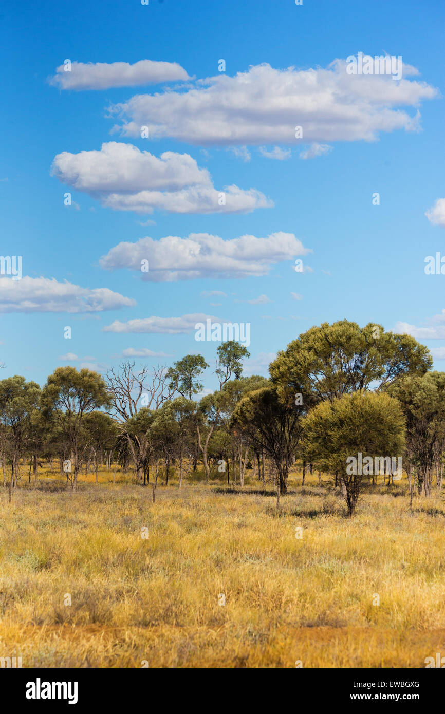 Brigalow (Acacia harpophylla) and grassland in the 'Brigalow Belt', Queensland's outback, Australia Stock Photo