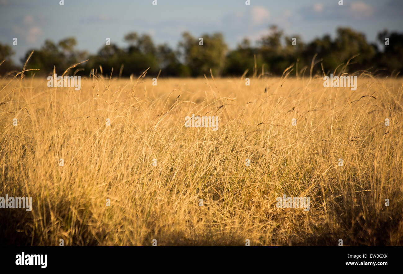 Dry Grassland High Resolution Stock Photography and Images Alamy