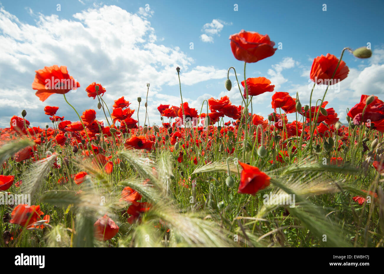 A large field of poppies near Newark in Nottinghamshire, England UK Stock Photo Alamy