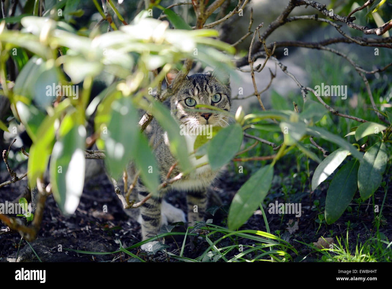 gray cat hidding between rhododendron twigs. hunting. Stock Photo