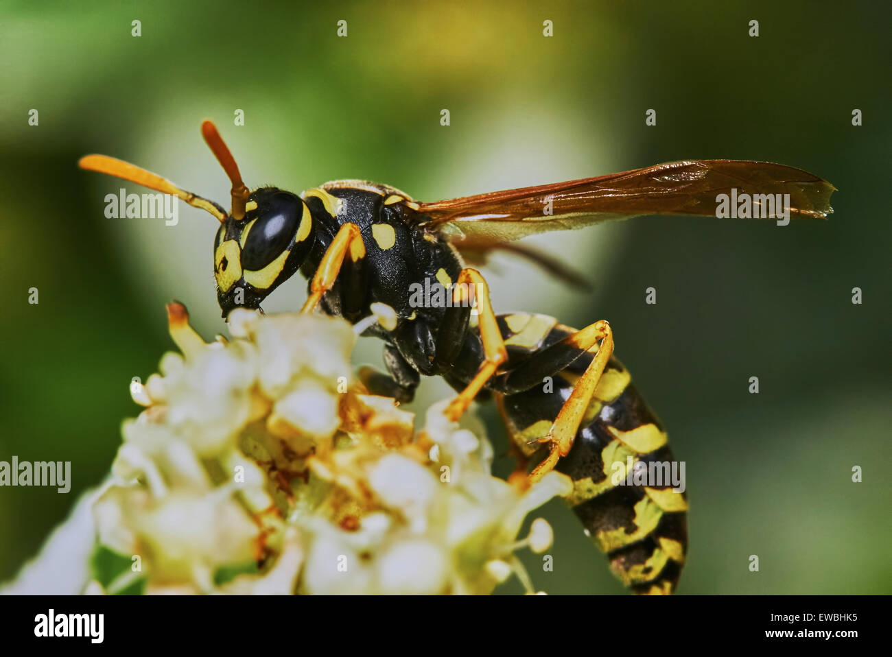 Wasp on a flowering tree in the summer garden Stock Photo