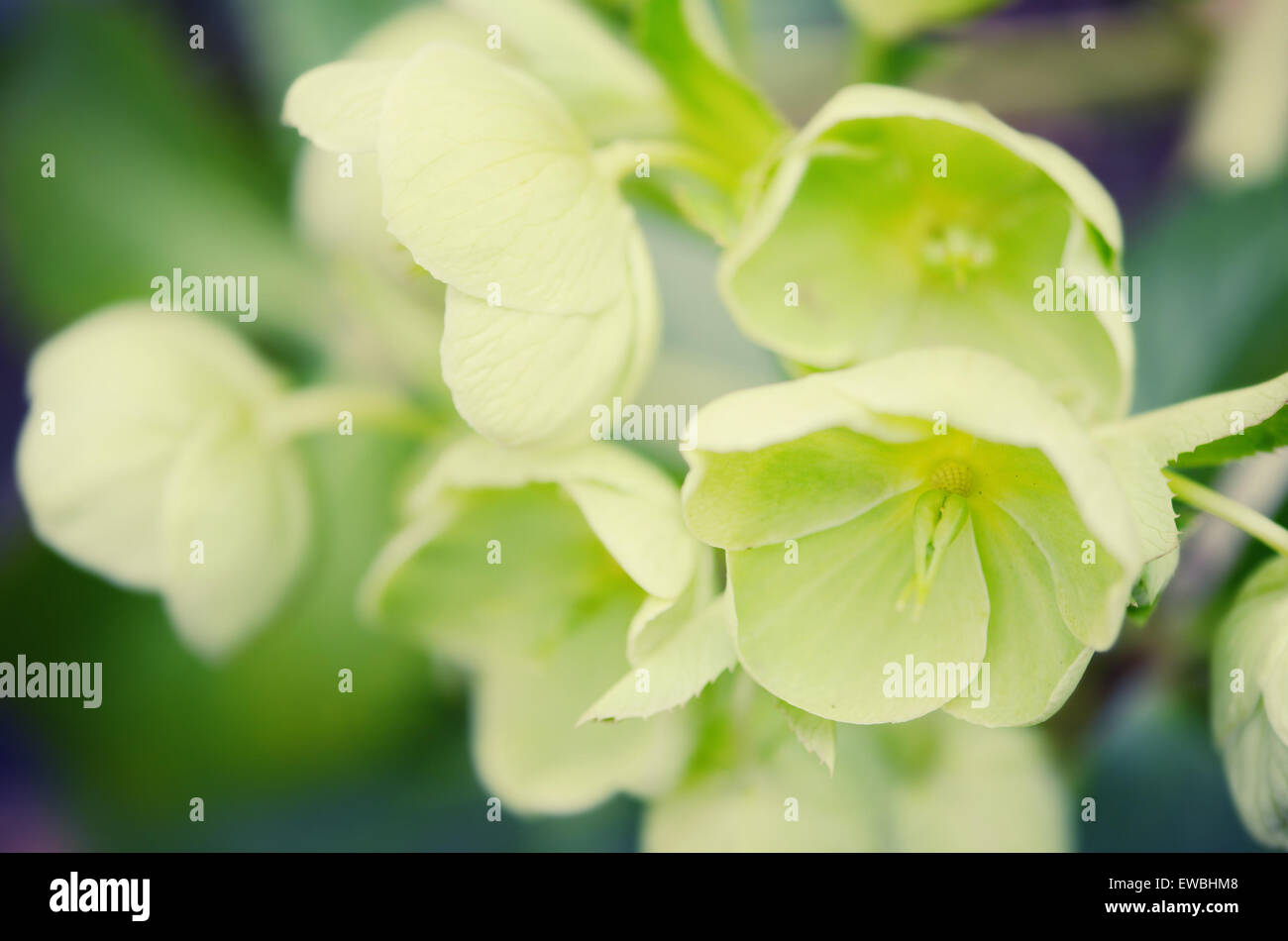 Hellebores (helleborus argutifolius) in flower. springtime. cross processed Stock Photo