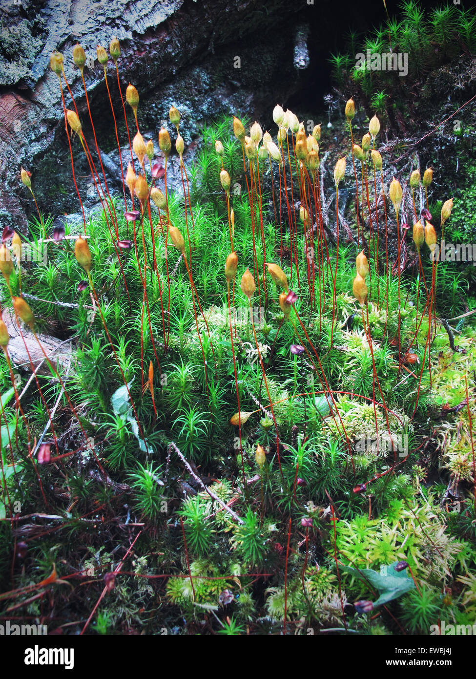 haircap moss. cross processed. Stock Photo