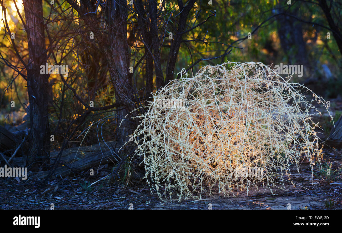 Tumbleweed hires stock photography and images Alamy