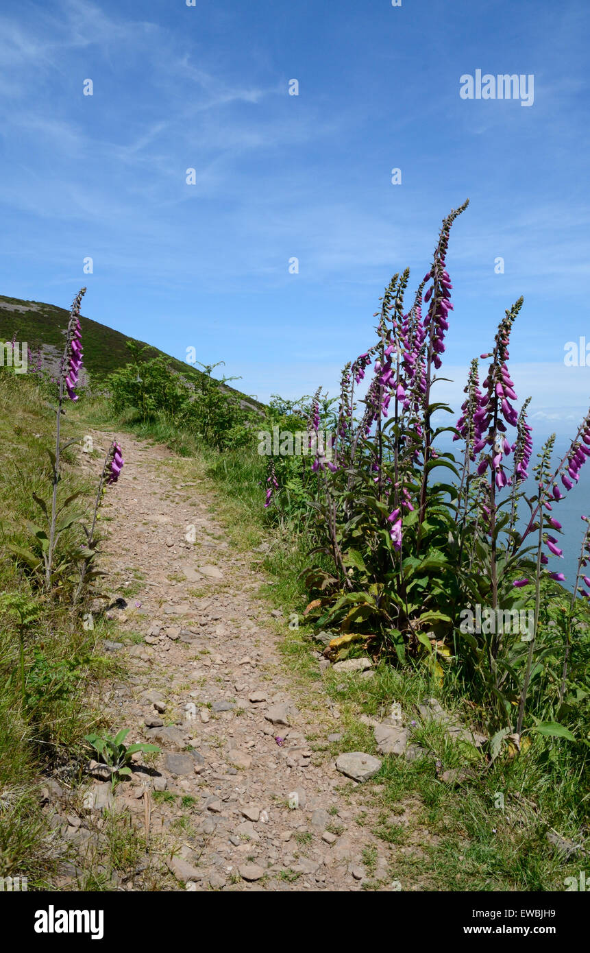 foxgloves digitalis purpurea lining a coast path walk at Countisbury Exmoor Devon England Stock Photo