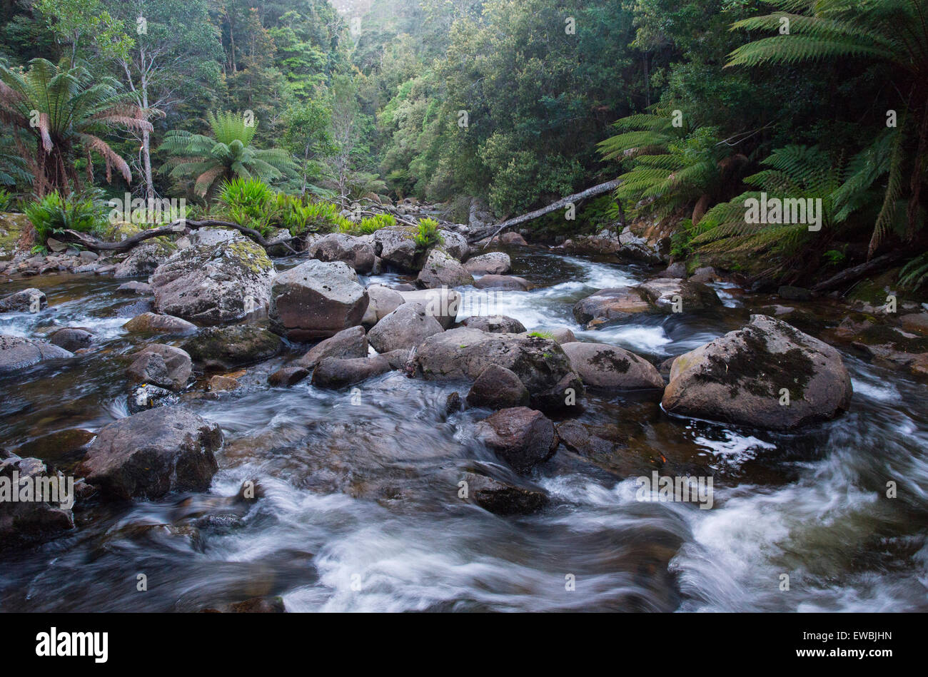 Wild river flowing through lush temperate rainforest in St Columba Falls State Reserve, Tasmania, Australia Stock Photo