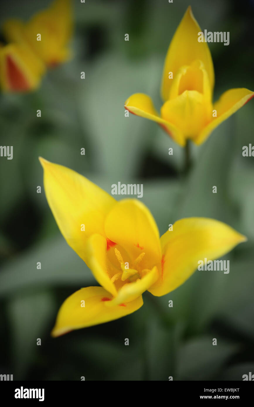 yellow tulips in springtime. garden Stock Photo - Alamy