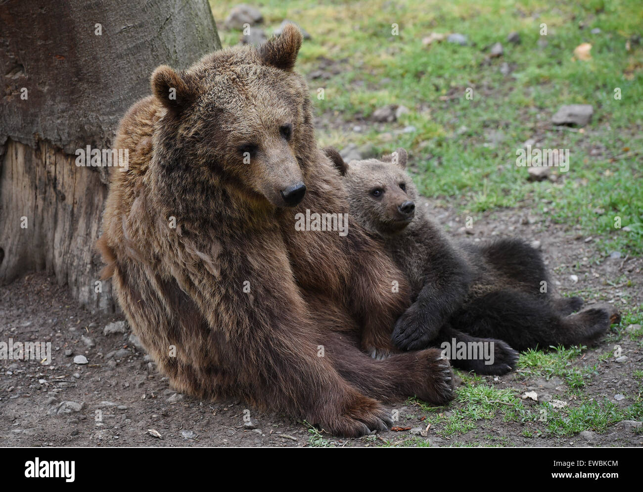 Медвежьи Знакомства На Qbear Ru