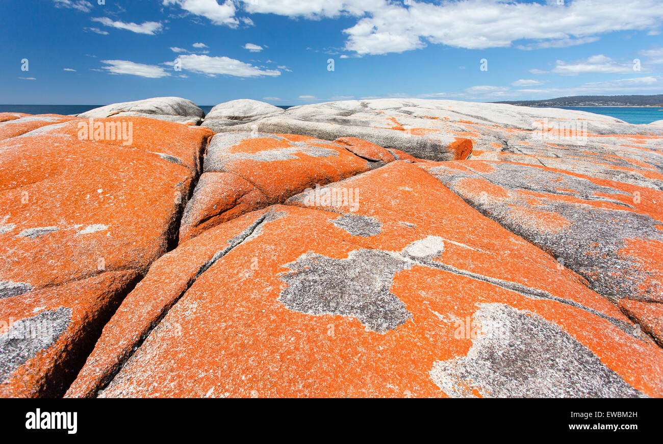 Orange lichen on rocks along the beautiful Bay of Fires coast in Tasmania. Stock Photo