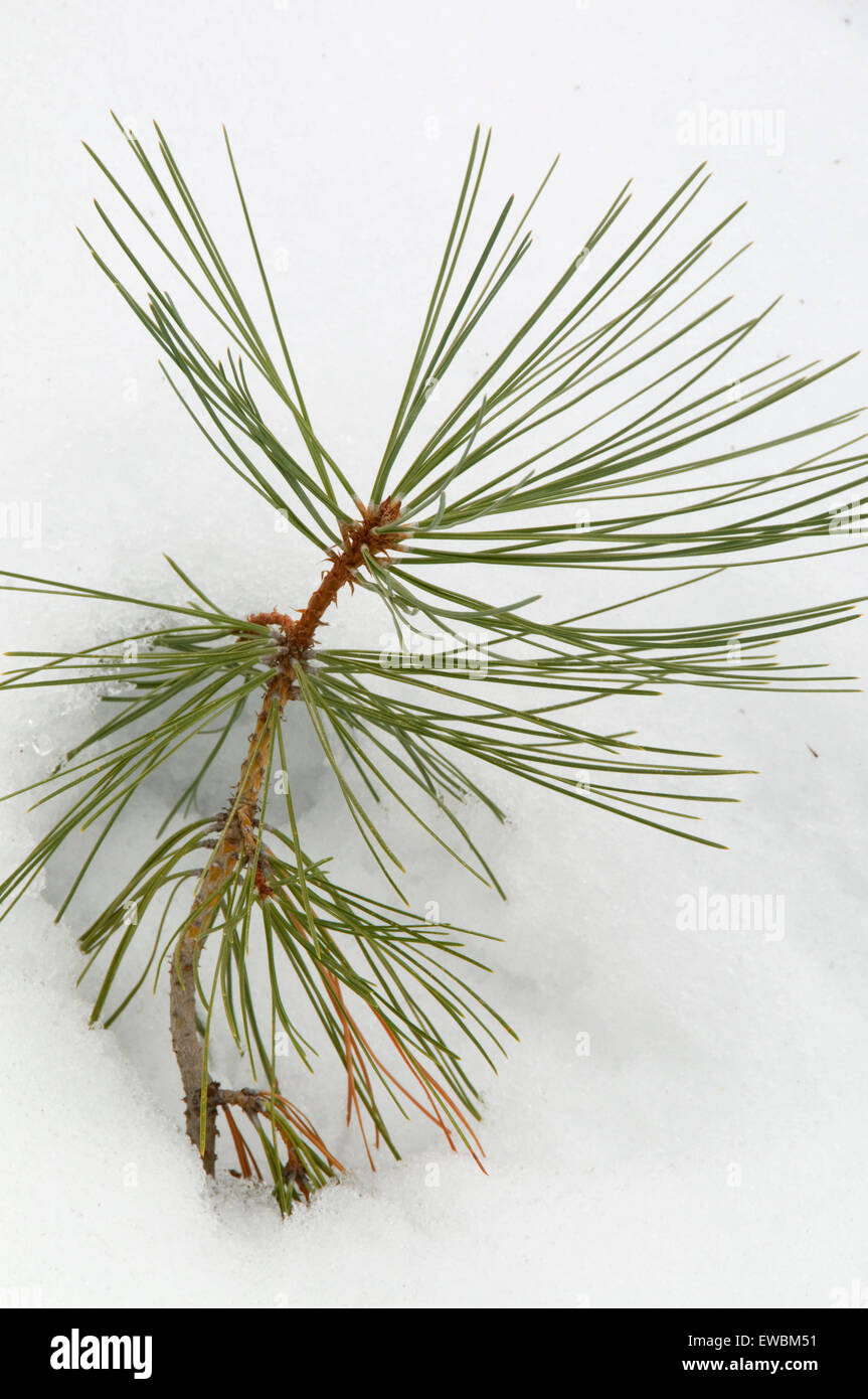 Ponderosa pine (Pinus ponderosa) seedling in snow, Ochoco National Forest, OR Stock Photo