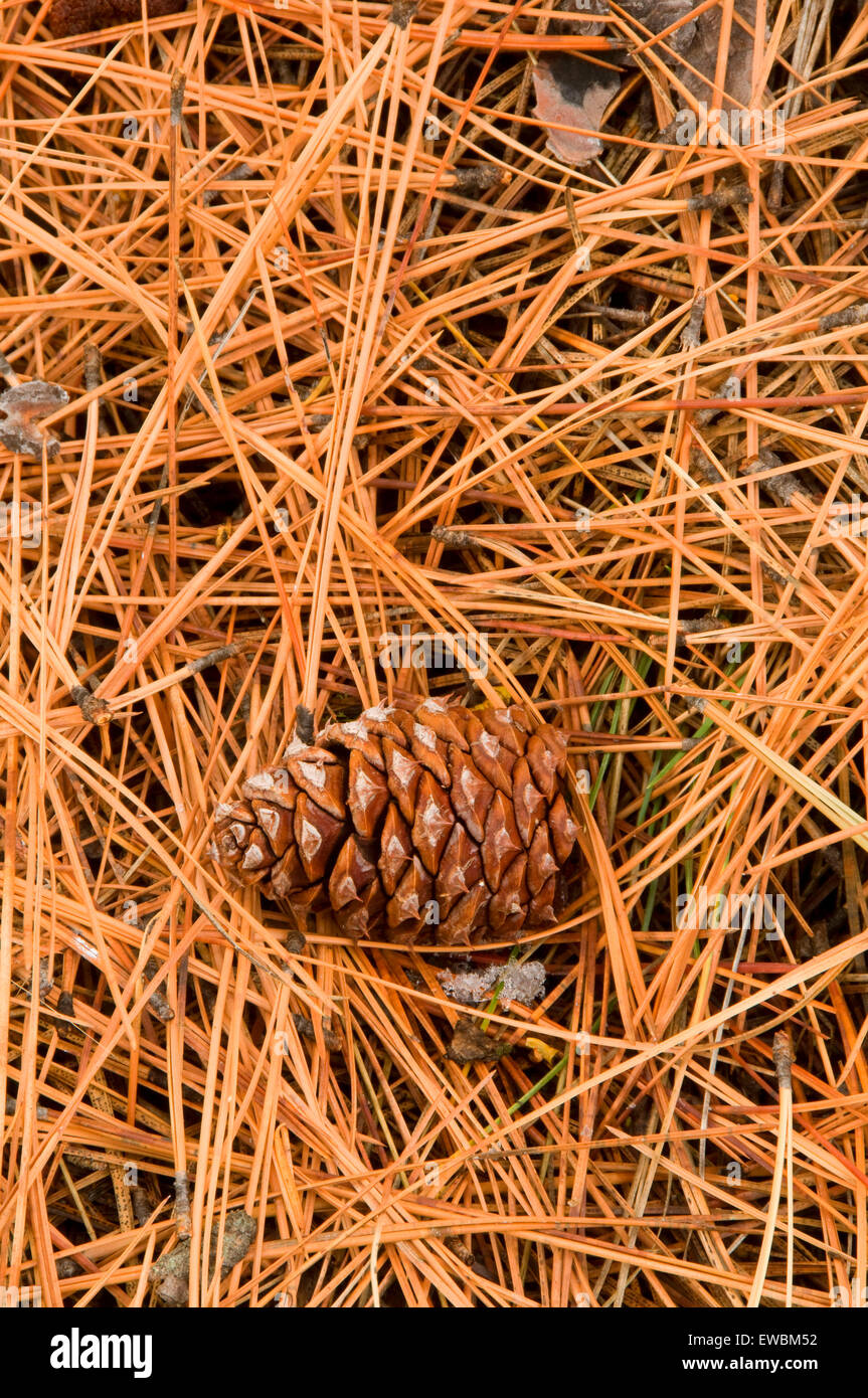 Ponderosa pine (Pinus ponderosa) needles and cone, Ochoco National Forest, OR Stock Photo