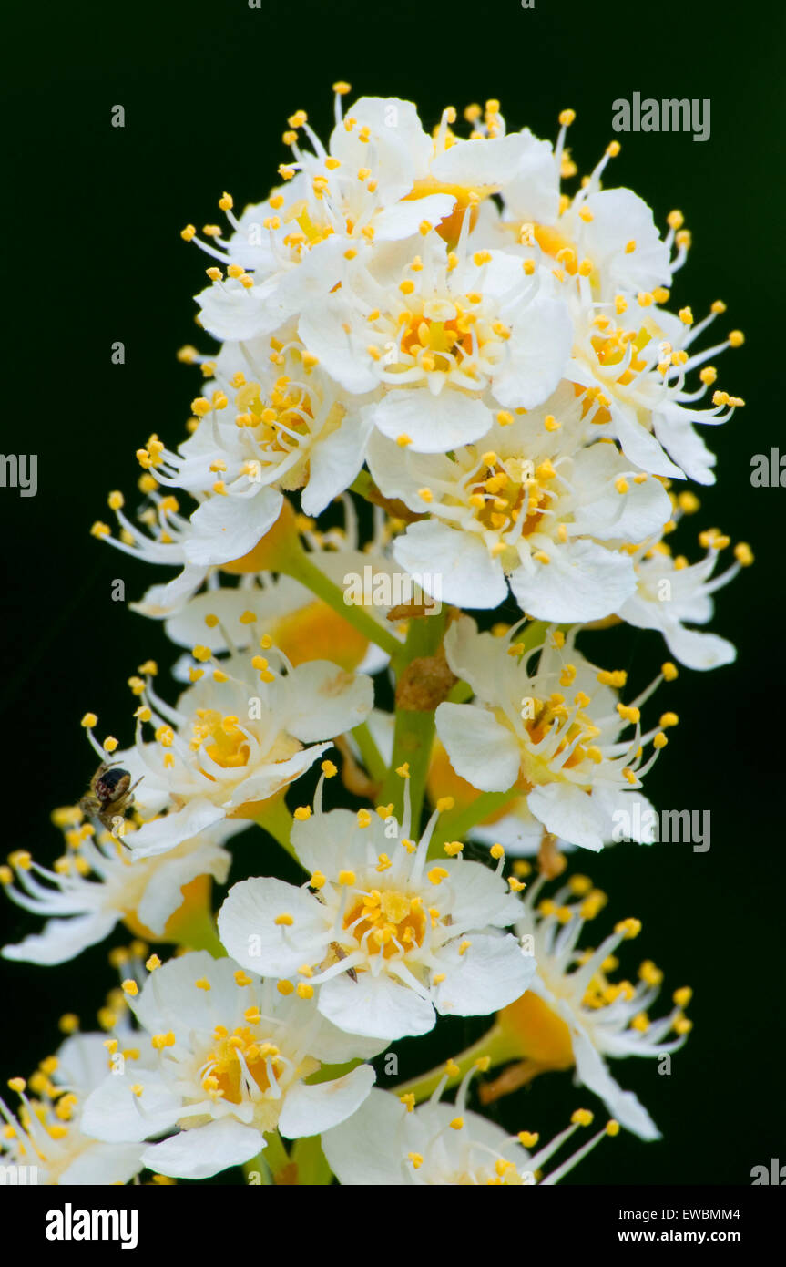 Chokecherry (Prunus virginiana) blossoms, Crooked Wild & Scenic River