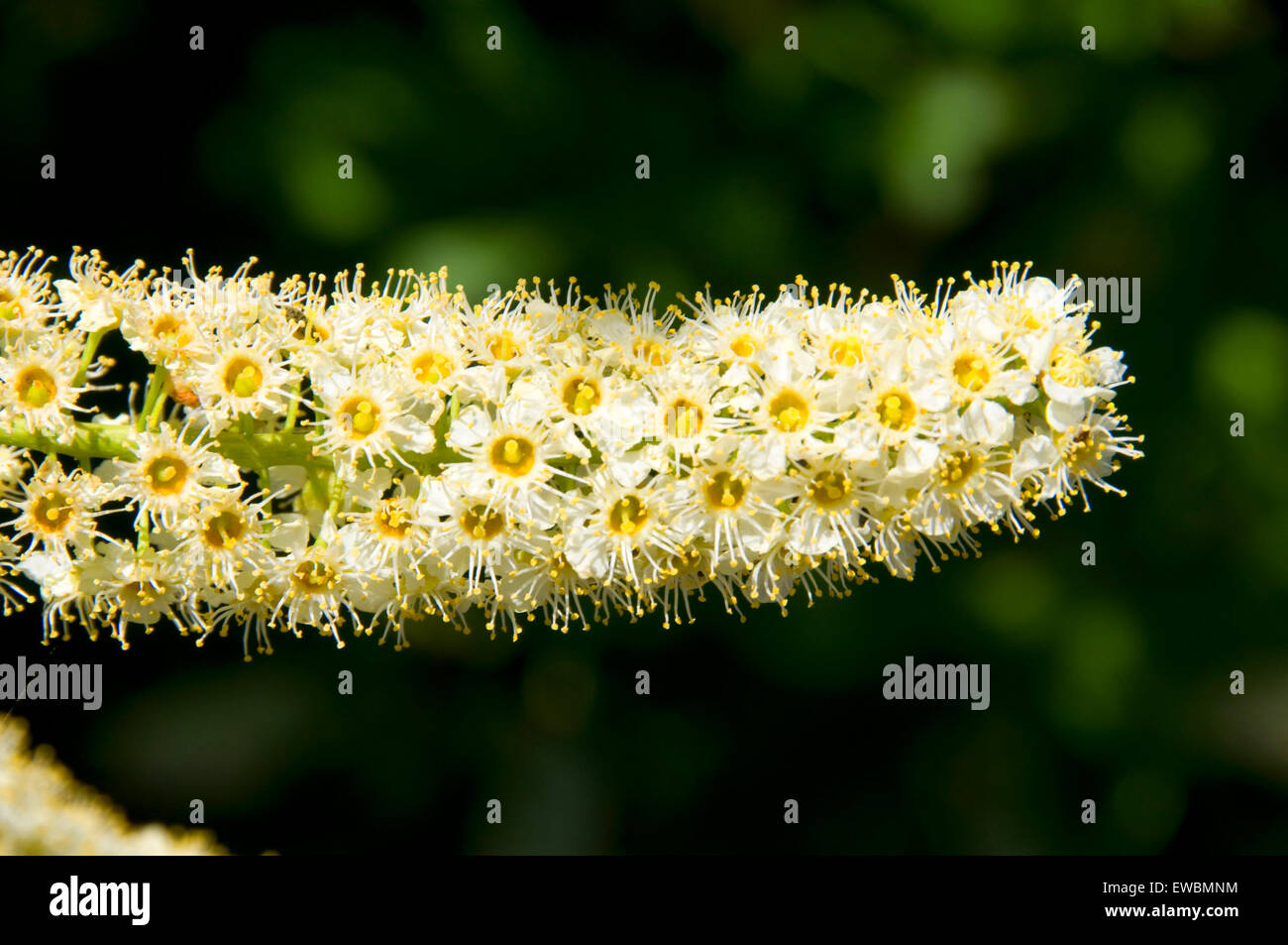 Chokecherry (Prunus virginiana) blossoms, Pine Creek Conservation Area