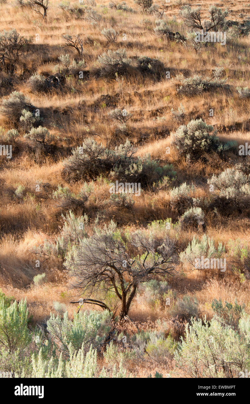 Sagebrush ranch hires stock photography and images Alamy