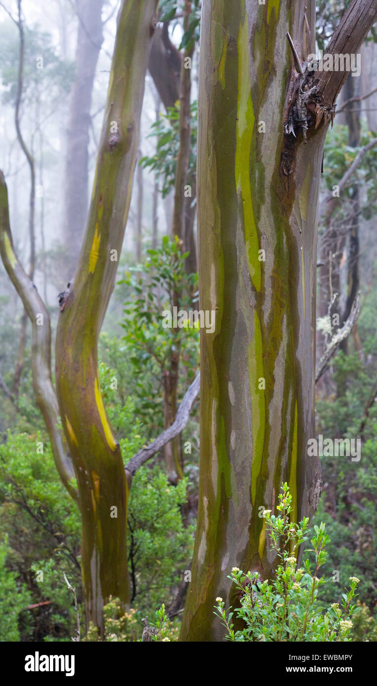 Alpine Yellow Gums (Eucalyptus subcrenulata) in a subalpine woodland in  Mount Field National Park, Tasmania, Australia Stock Photo - Alamy
