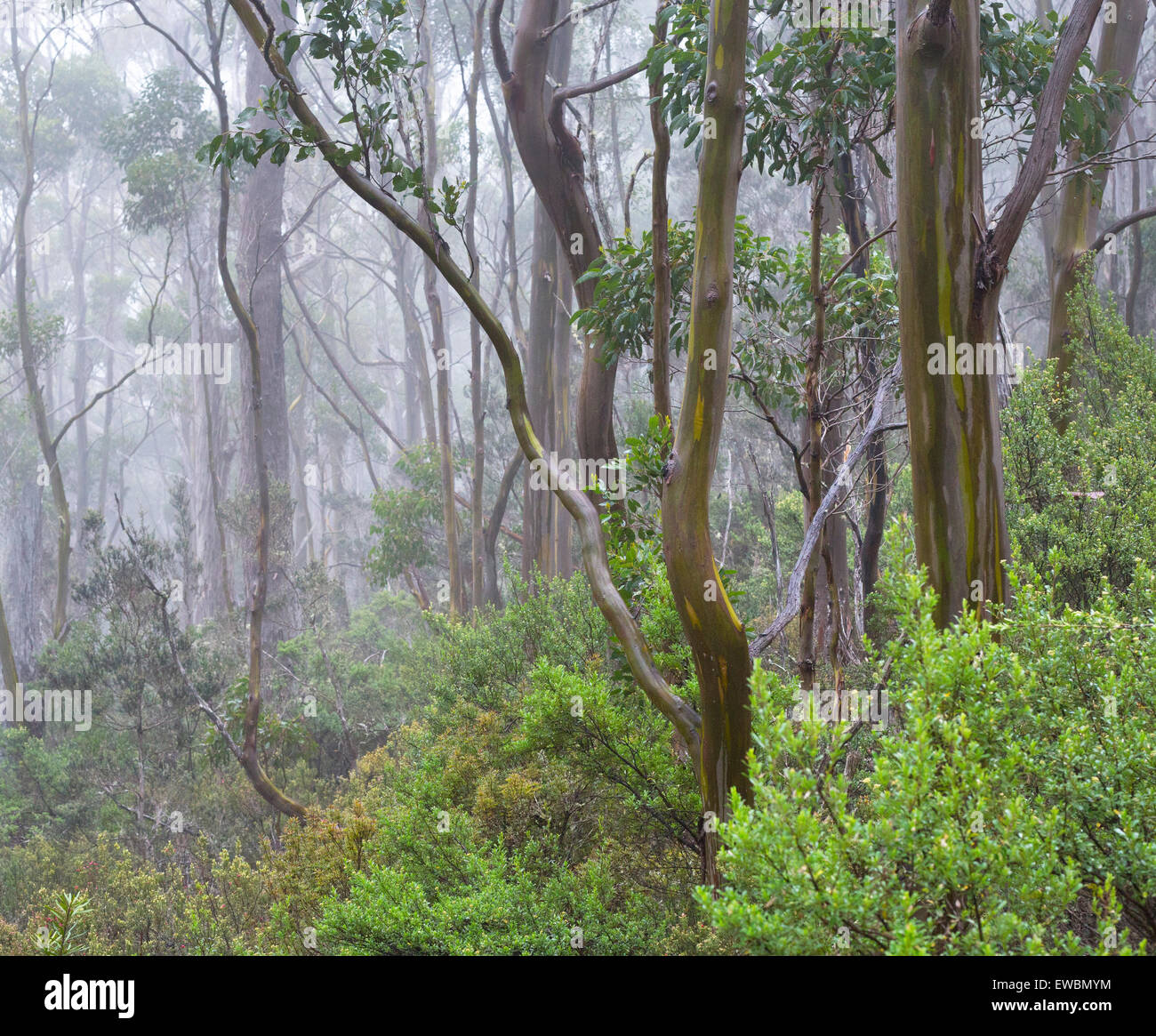 Alpine Yellow Gums (Eucalyptus subcrenulata) in a subalpine woodland in
