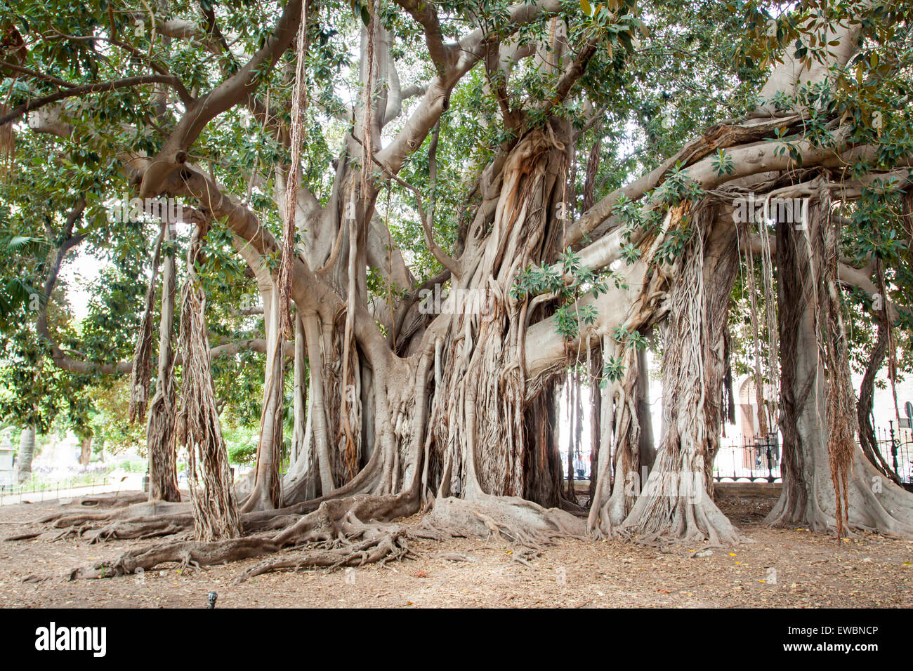 Biggest tree of ficus with its amazing roots. Palermo, Sicily. Italy