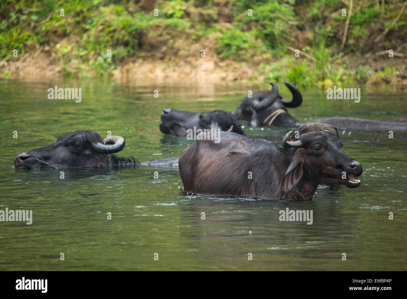 Water buffaloes bathing at Chitwan national park in Nepal Stock Photo