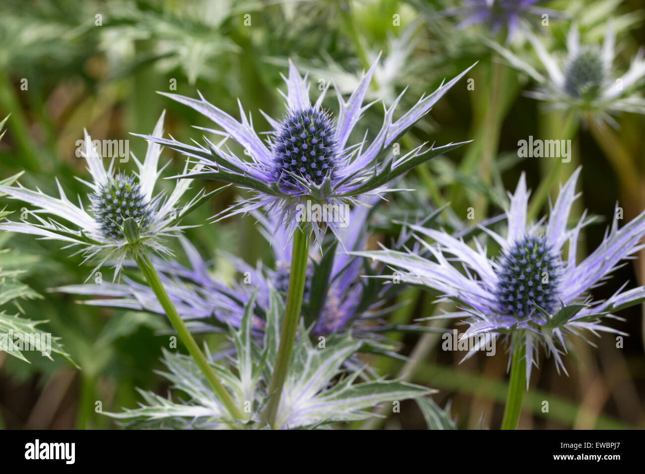 Large spiky flower heads of the sea holly, Eryngium x zabelii 'Big Blue' Stock Photo