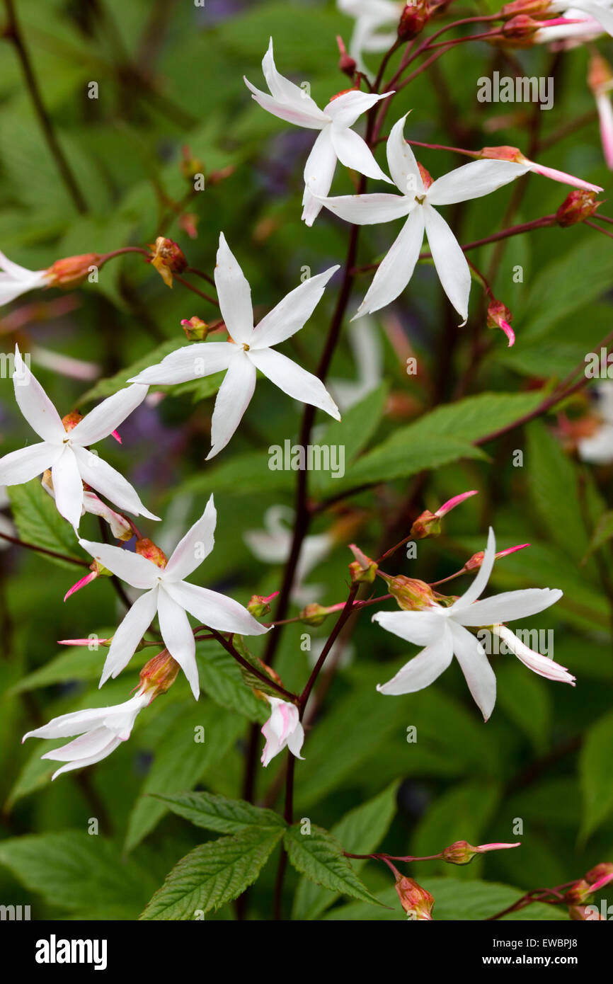 Delicate white flowers of the long blooming perennial, Gillenia trifoliata Stock Photo