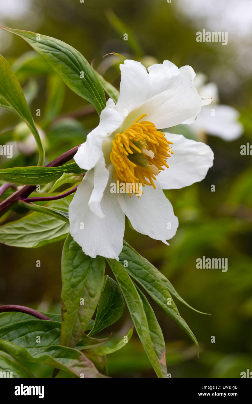 Single flower of the species peony, Paeonia 'Early Windflower' Stock Photo