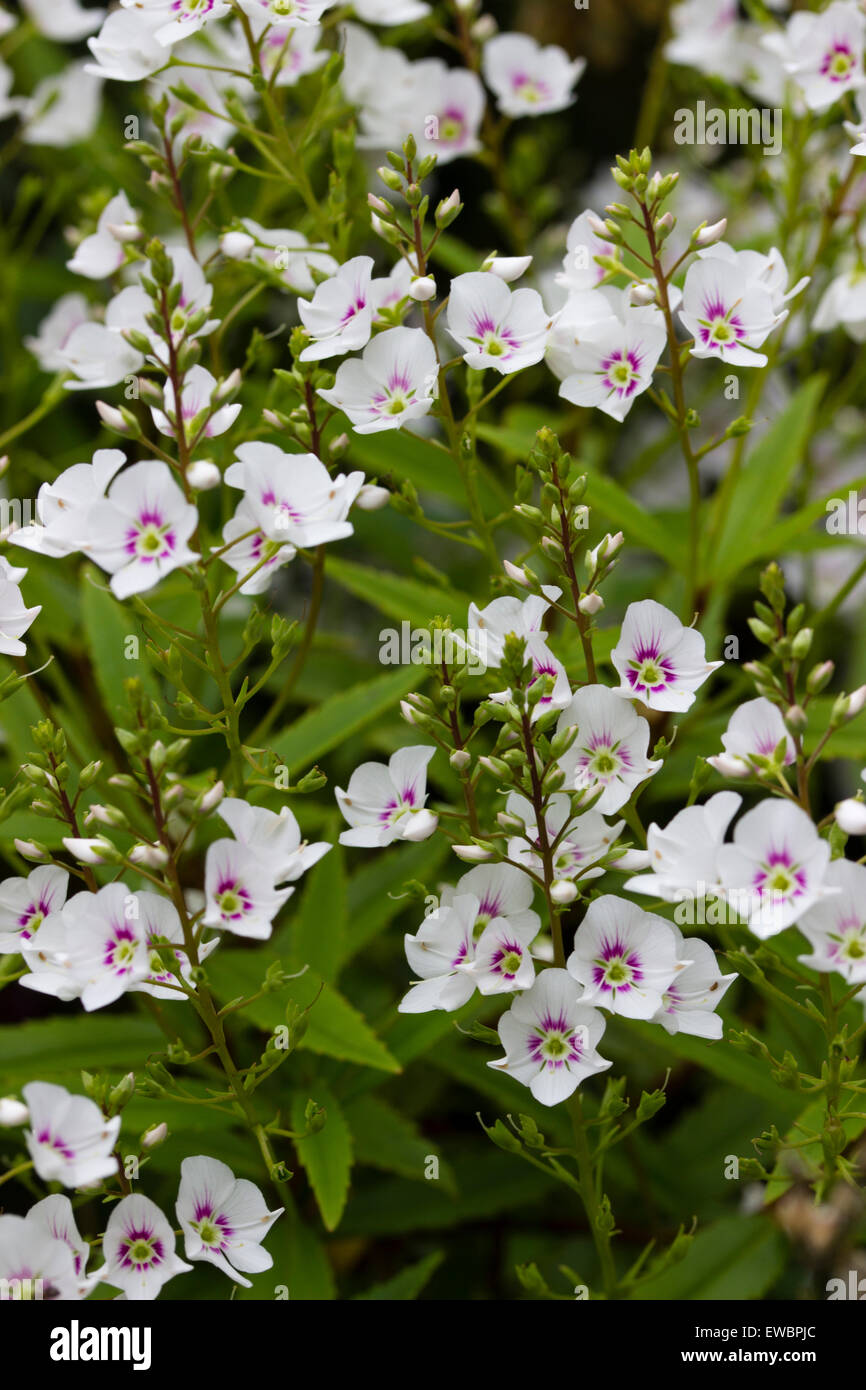 Purple eyed flowers of the slightly tender sub shrub, Parahebe catarractae 'White Cloud' Stock Photo