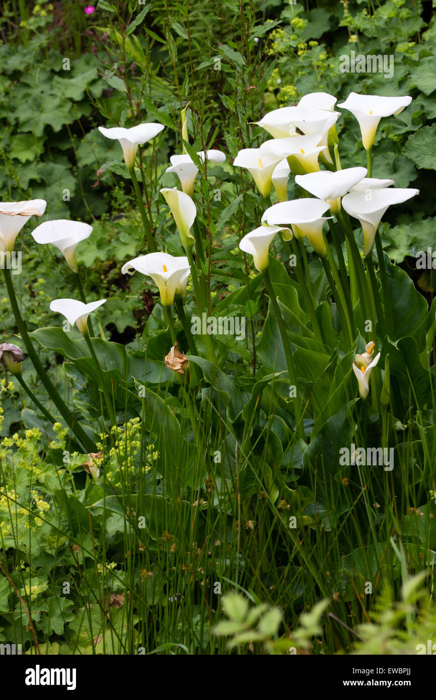 White spathes of the hardiest form of the calla lily, Zantedeschia aethiopica 'Crowborough' Stock Photo