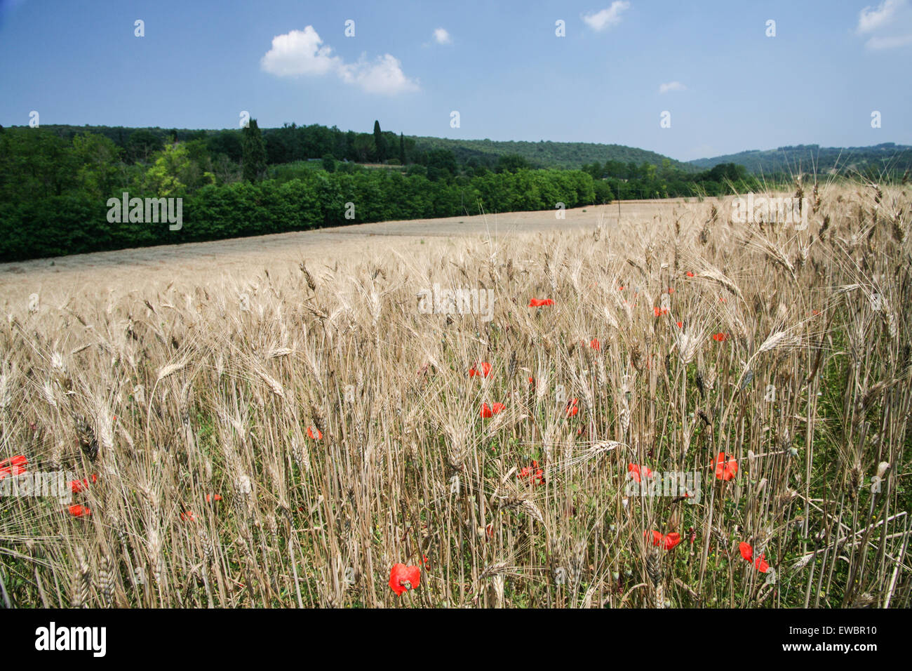 Poppies, a symbol of Tuscany, surrounding wheatfields in region in countryside west of Siena in Tuscany. Italy. June.  © Paul Qu Stock Photo