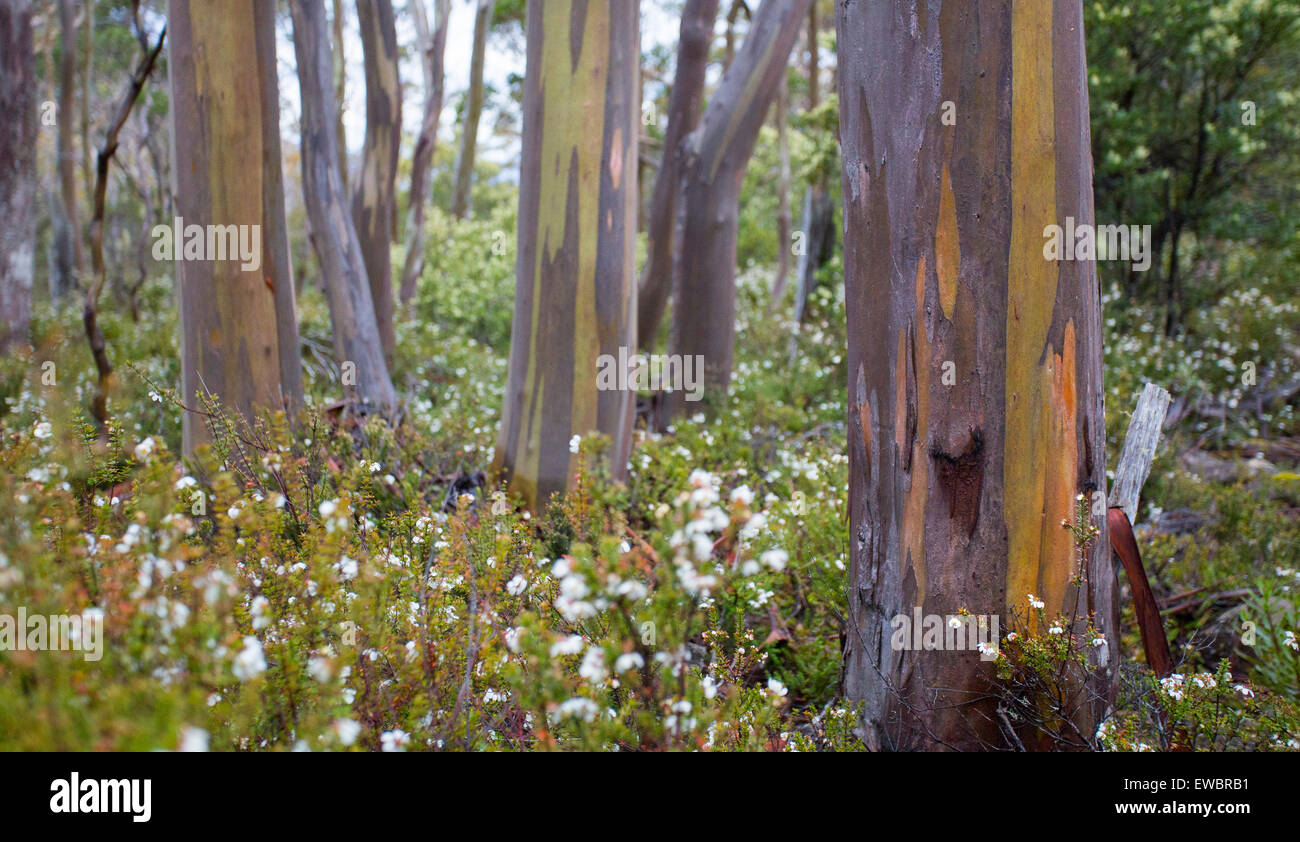 Alpine Yellow Gum (Eucalyptus subcrenulata) and wildflowers in an alpine  woodland, Tasmania Stock Photo - Alamy