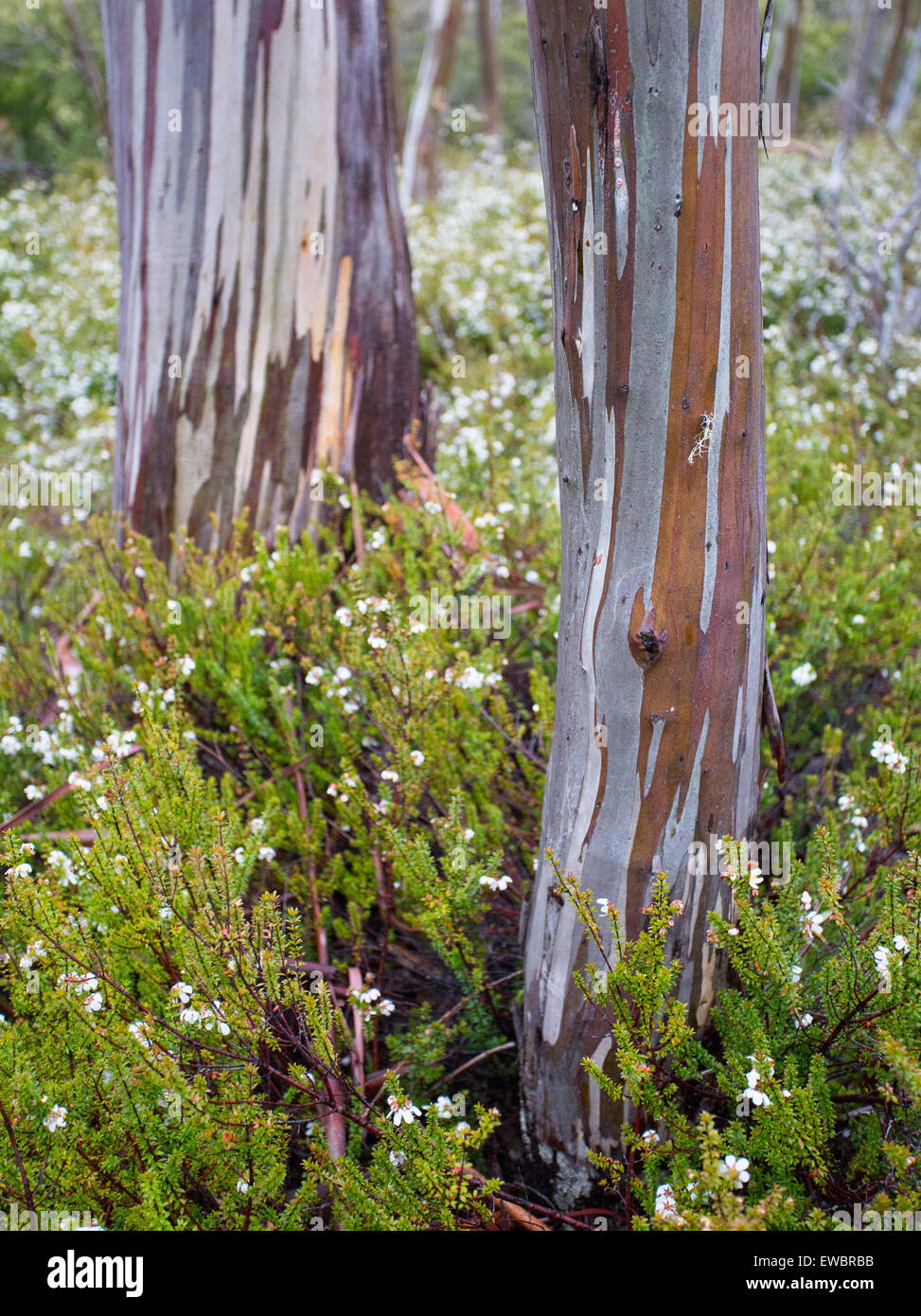 Bark patterns on a Snow Gum (Eucalyptus pauciflora), Mount Field National Park, Tasmania, Australia Stock Photo