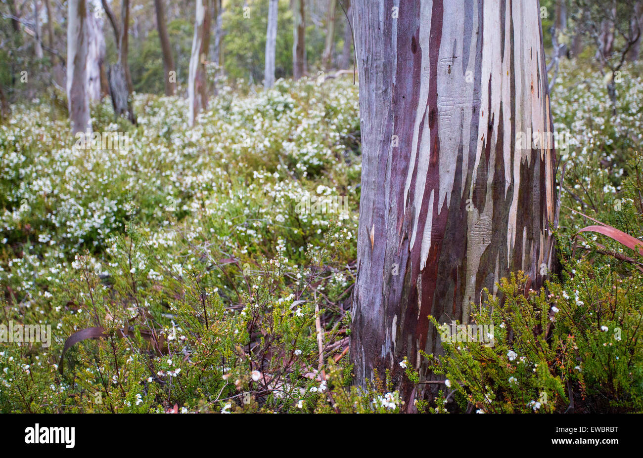 Bark patterns on a Snow Gum (Eucalyptus pauciflora), Mount Field National Park, Tasmania, Australia Stock Photo