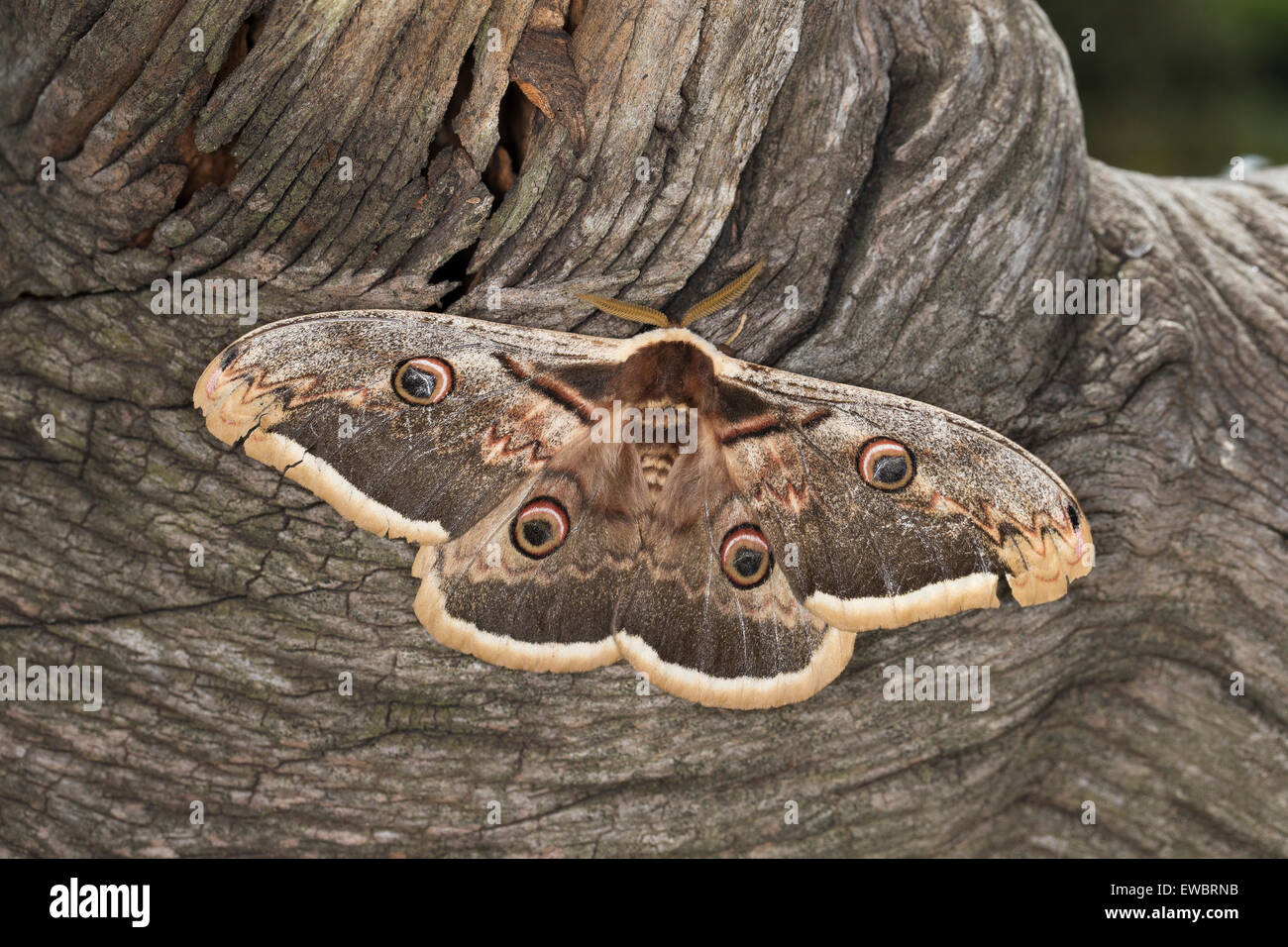 Large Emperor Moth, Giant Peacock Moth, male, Großes Nachtpfauenauge, Wiener Nachtpfauenauge, Männchen, Saturnia pyri Stock Photo