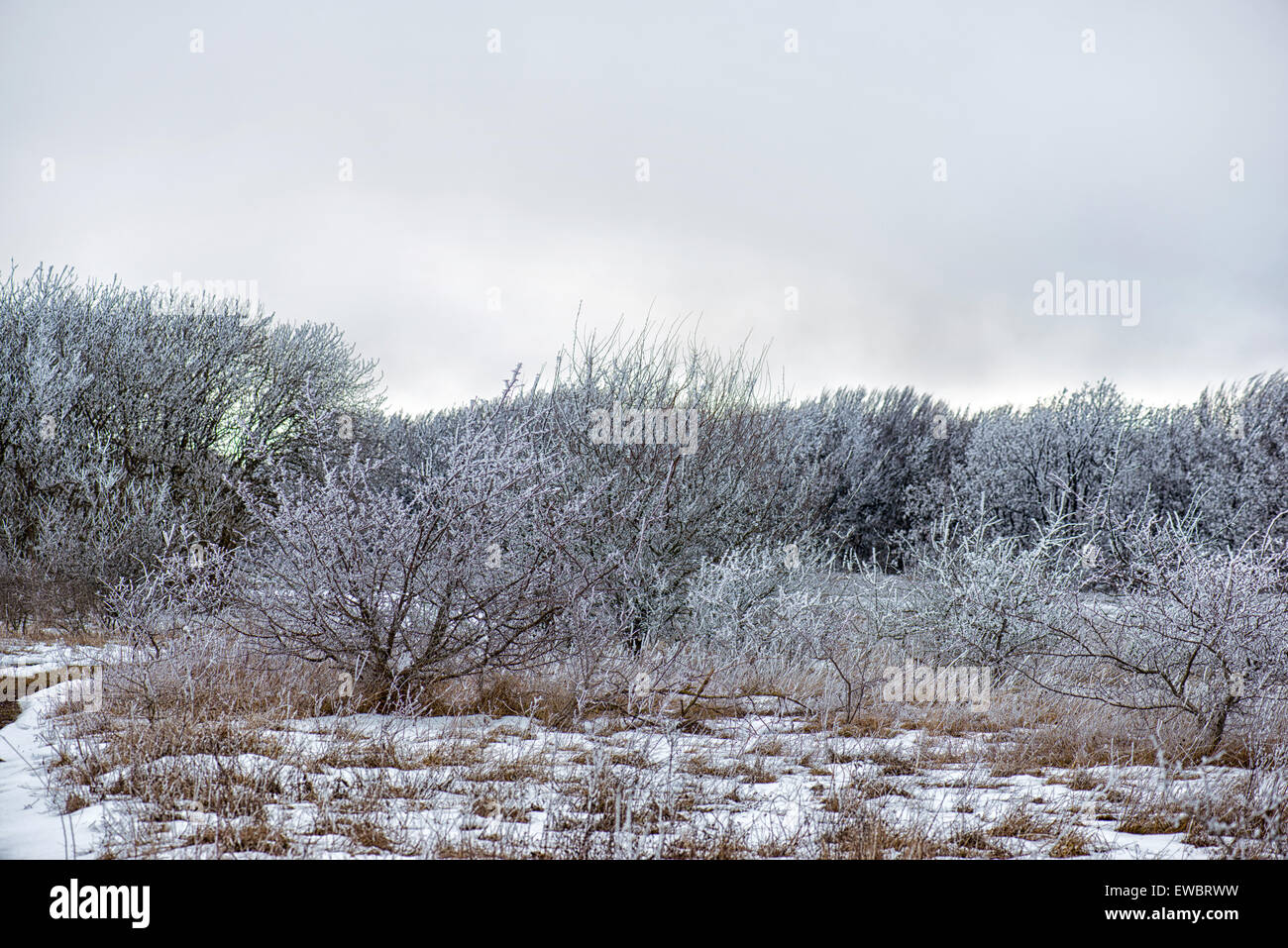 Winter landscape with hoarfrost on trees Stavropol, Russia Stock Photo