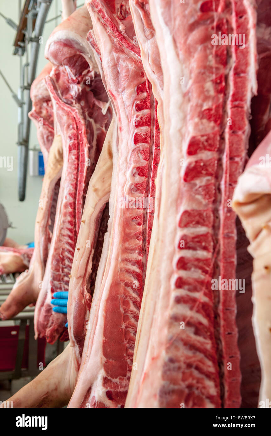 Fresh meat pigs in a cold cut factory Stock Photo