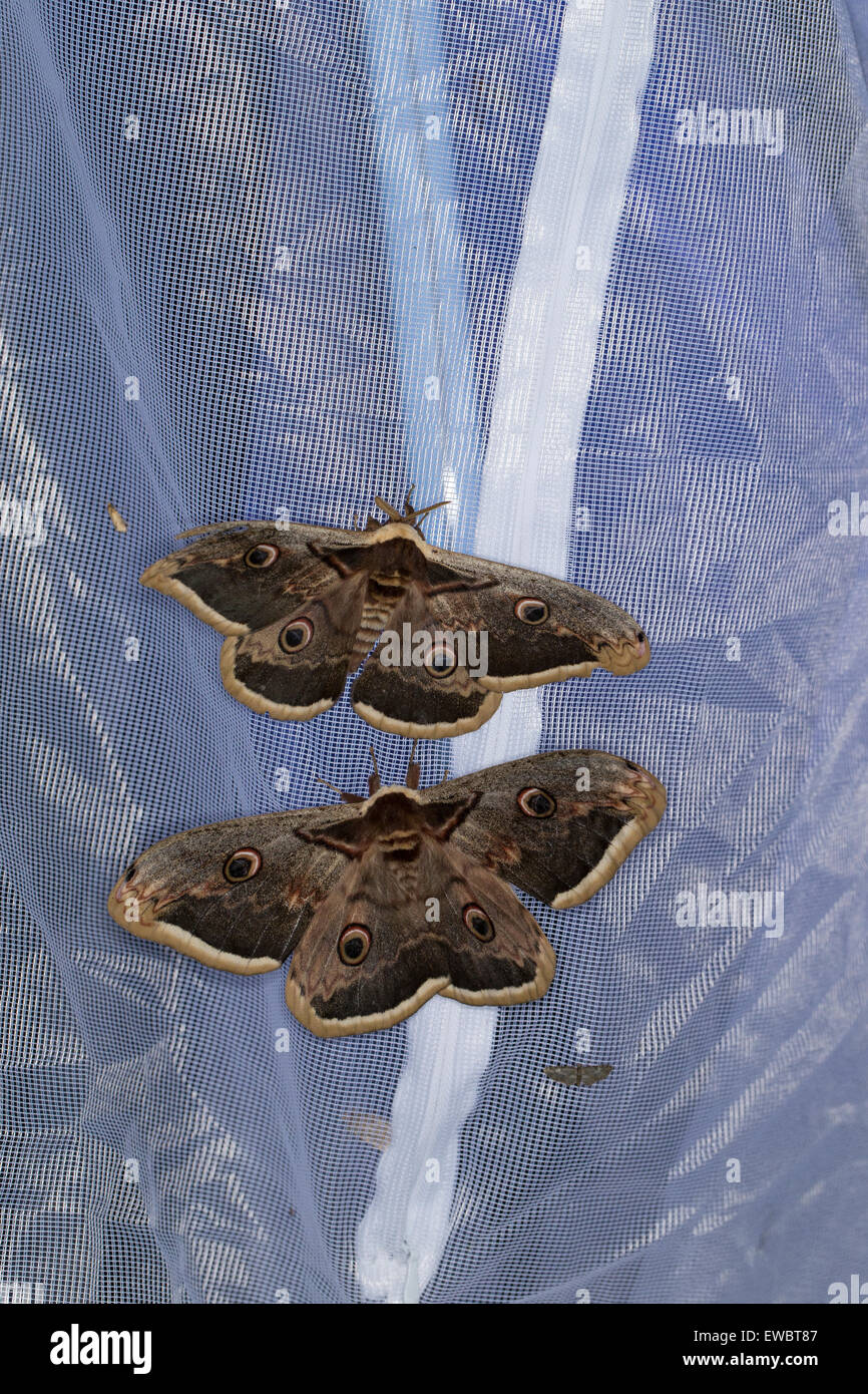 Large Emperor Moth, Giant Peacock Moth, male, Großes Nachtpfauenauge, Wiener Nachtpfauenauge, Männchen, Saturnia pyri Stock Photo