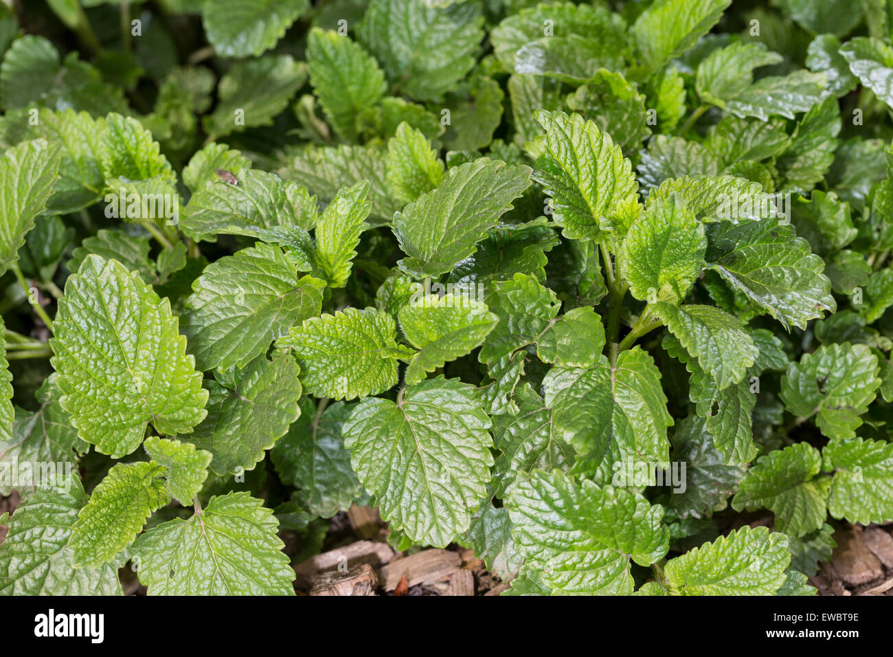 Bee Balm, Lemon Balm, leaf, leaves, Zitronenmelisse, Zitronen-Melisse, Blatt, Blätter, Melisse, Melissa officinalis, Kräutertee Stock Photo